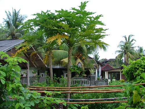 Bali_25dec2005_061